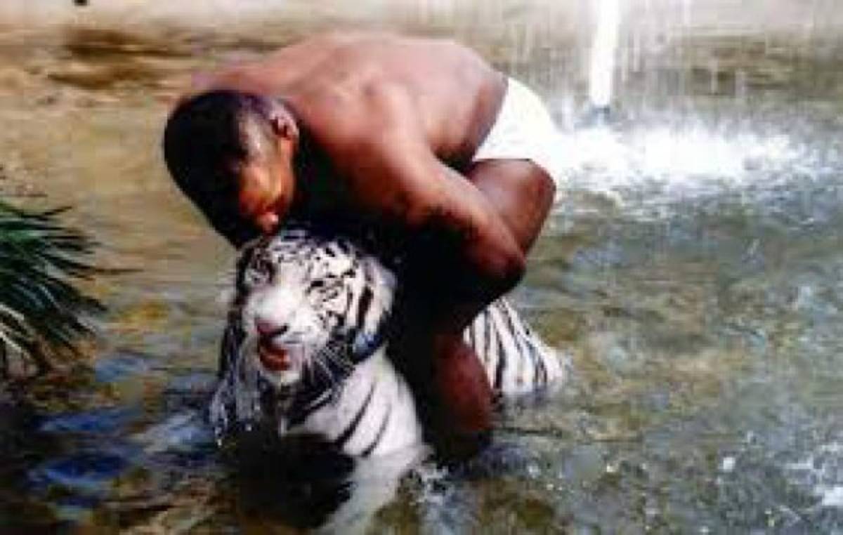 El tigre de 550 libras que tuvo que vender Mike Tyson porque le arrancó el brazo a un hombre