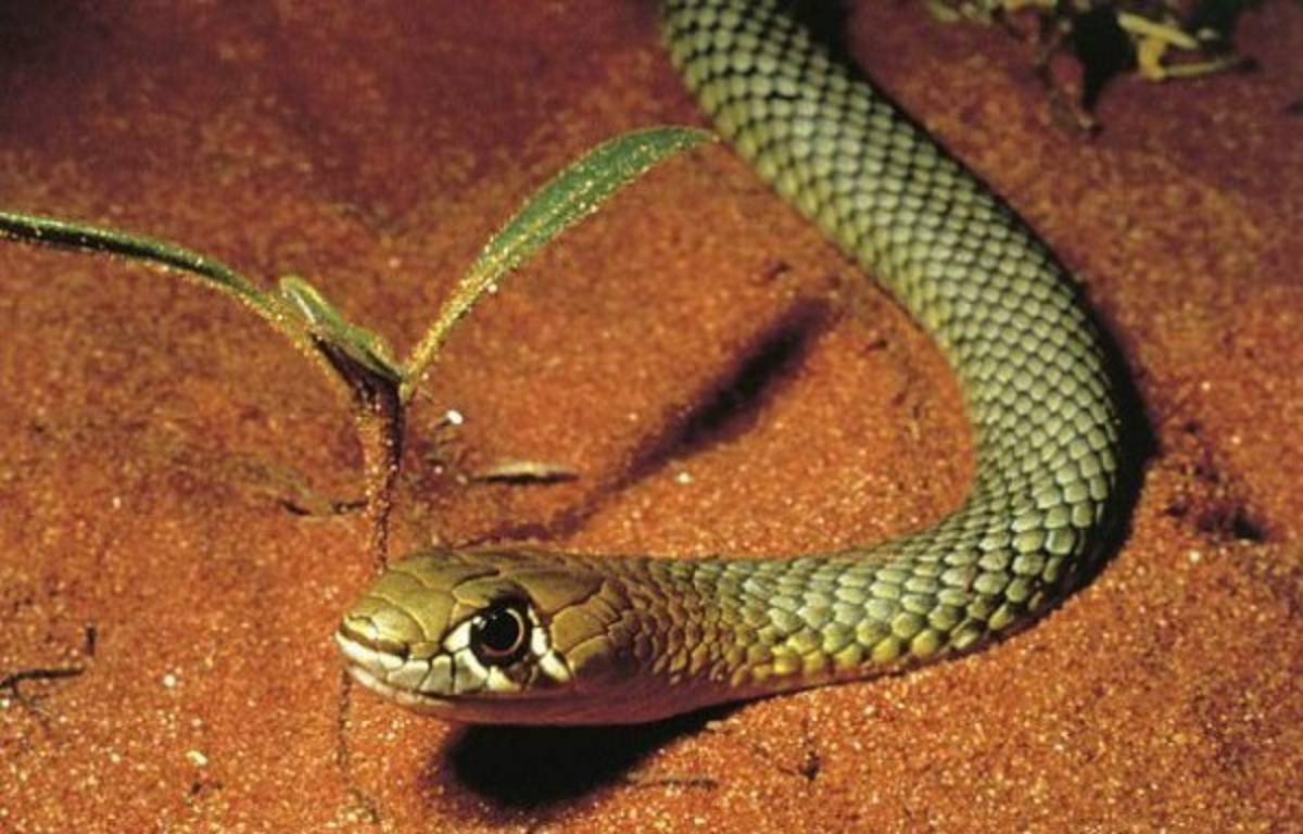 27 fotos que demuestran que Australia es un país 'aterrador' para vivir