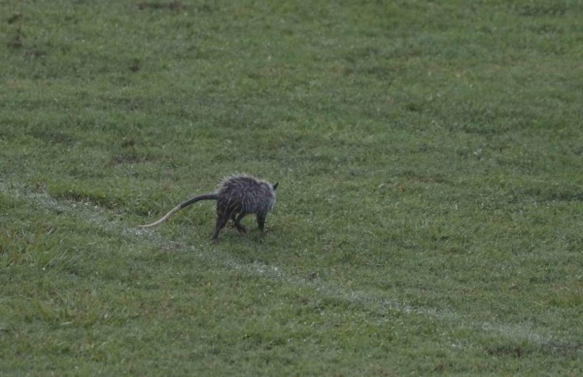 ¡Curiosas! El tacuazín que invadió la cancha y las 'garras' de Rubilio Castillo