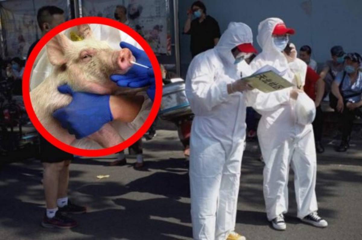 Alerta mundial: China advierte de un nuevo virus con riesgo de pandemia humana encontrado en cerdos  