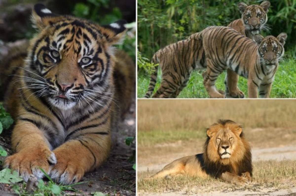 Tigres dieron positivos por coronavirus en El Zoológico de El Bronx de Nueva York