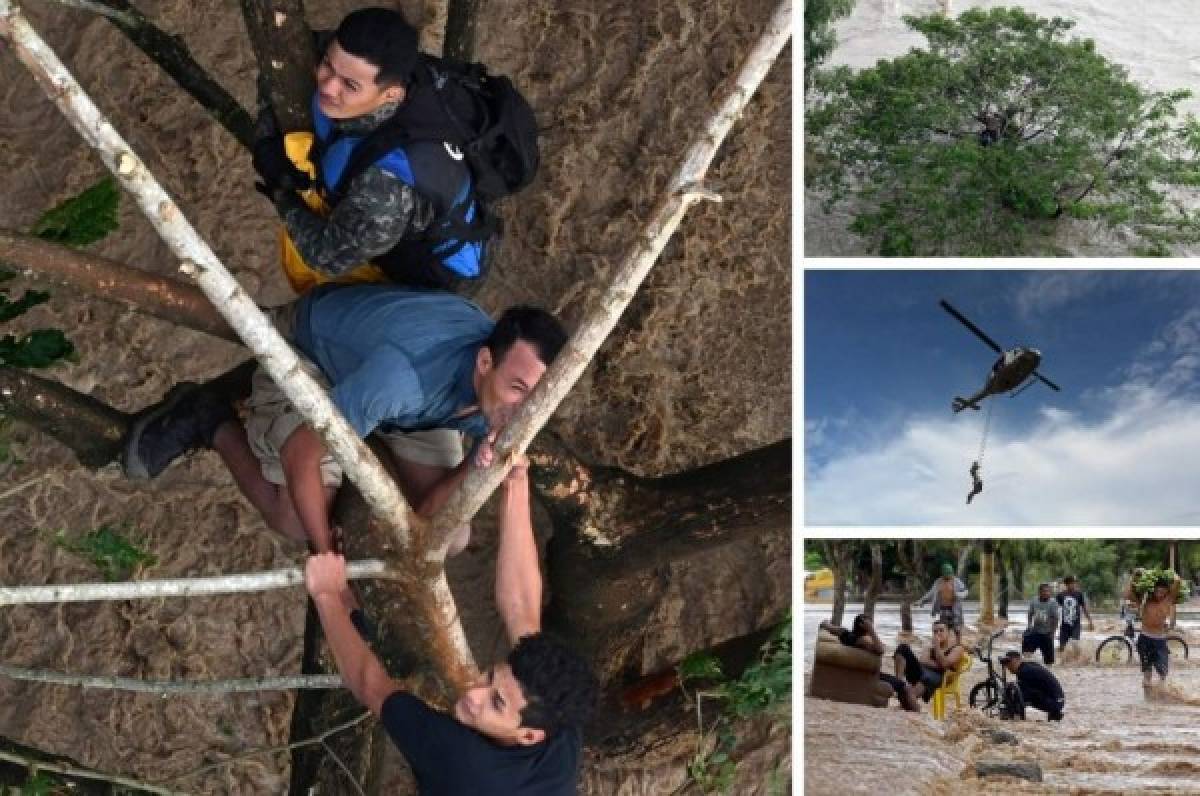 Impactante: El dramático rescate de hondureños que estaban en un árbol tras el paso de Iota