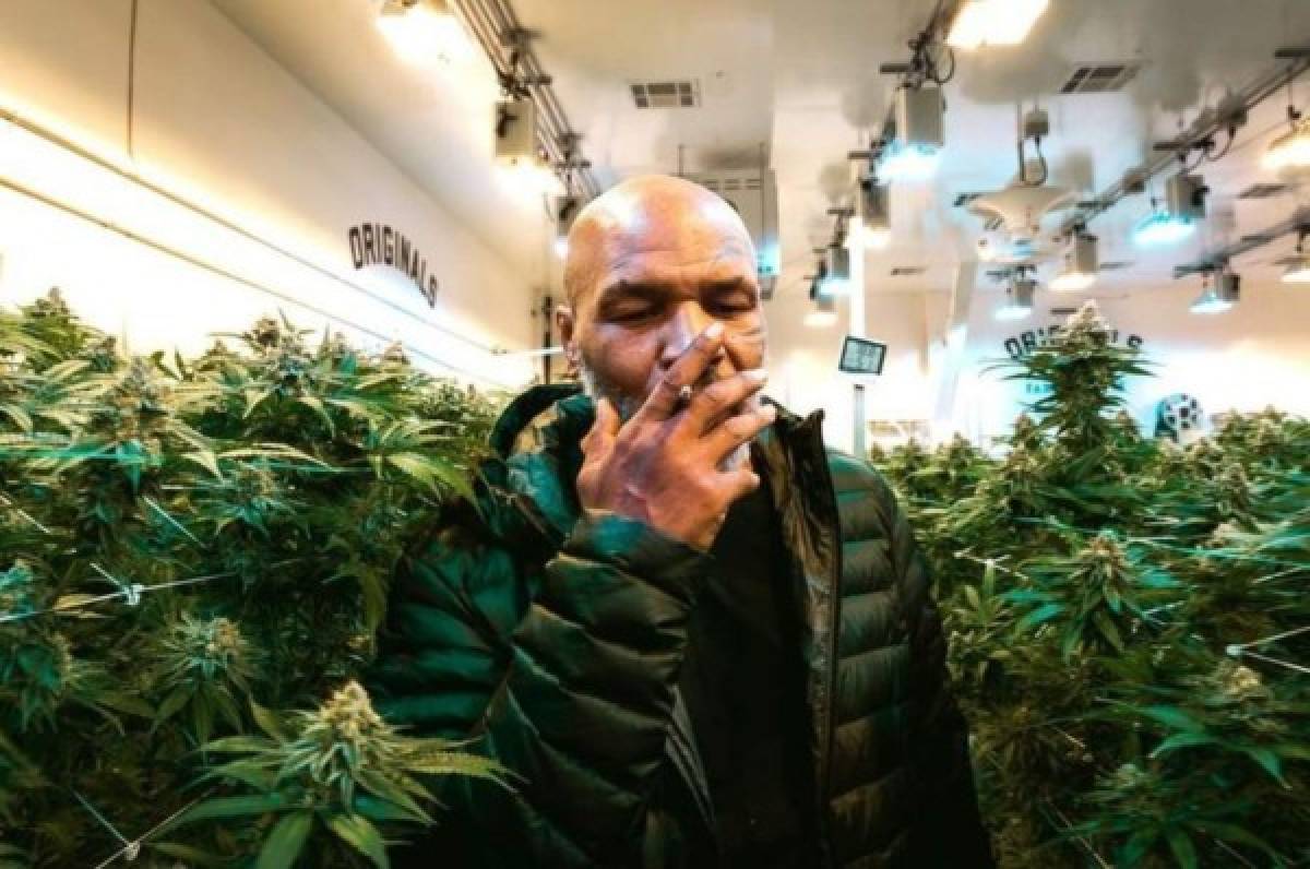 Revelado: La impactante cifra millonaria que gana Mike Tyson con la venta de marihuana