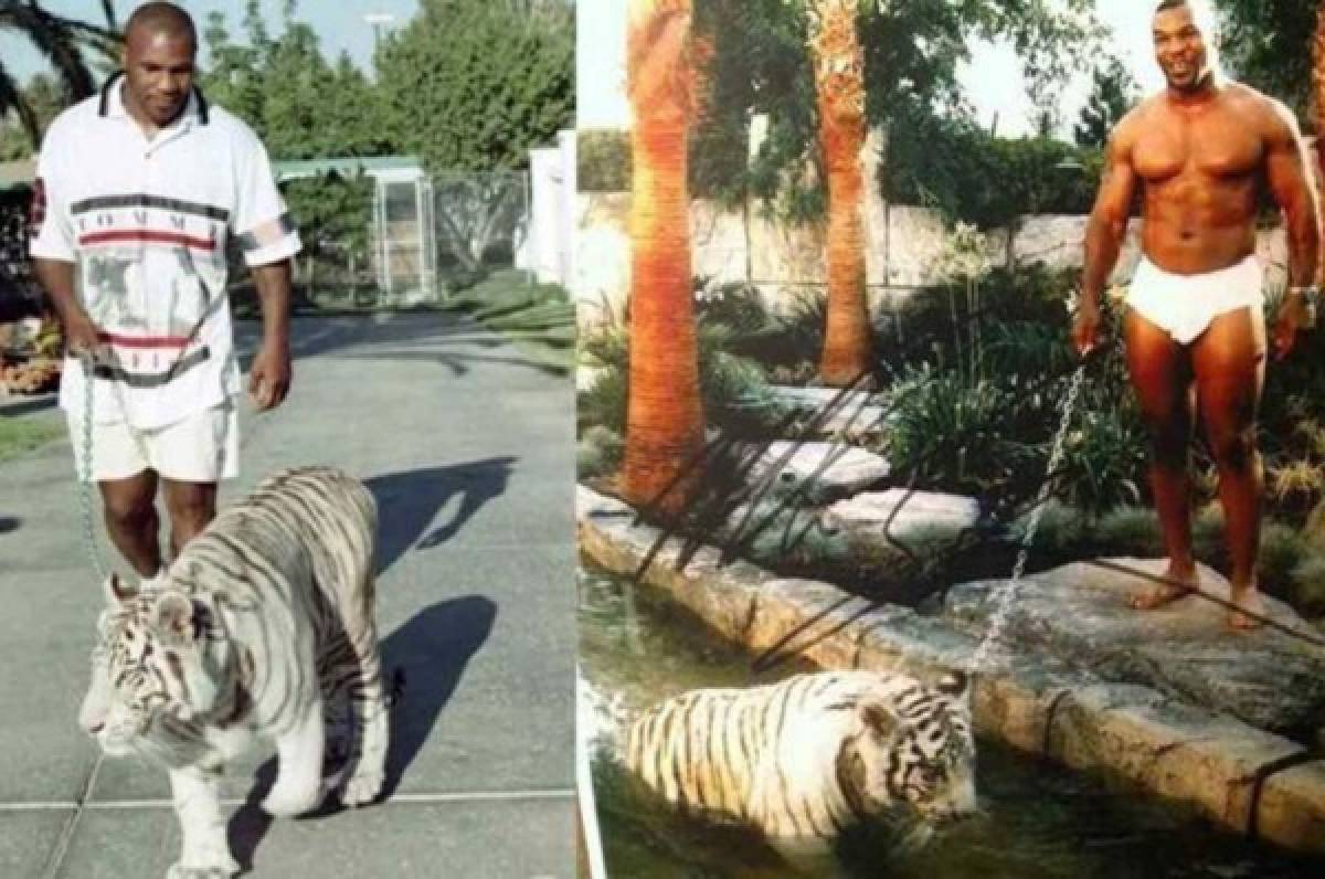 Mike Tyson revela cómo su tigre le arrancó el brazo a una mujer: 'Yo era tonto en ese entonces'