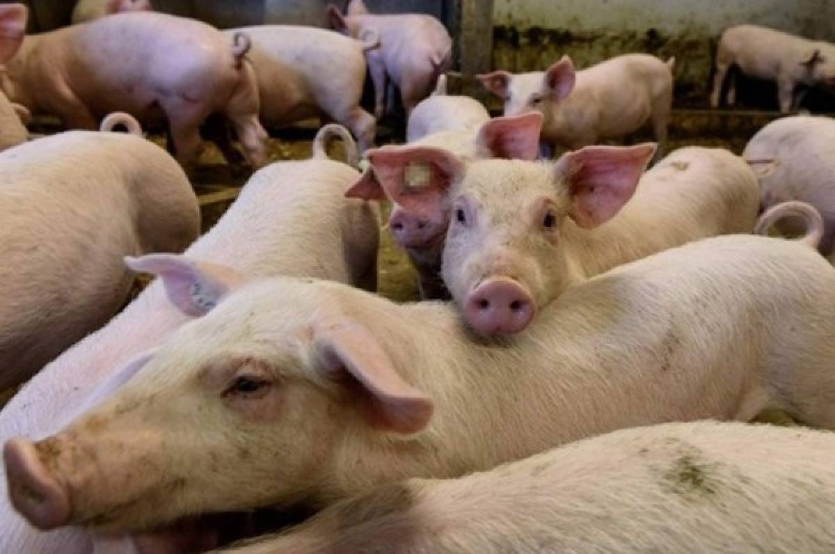 Nueva variante de la gripe porcina encontrada en Paraná, Brasil enciende las alertas
