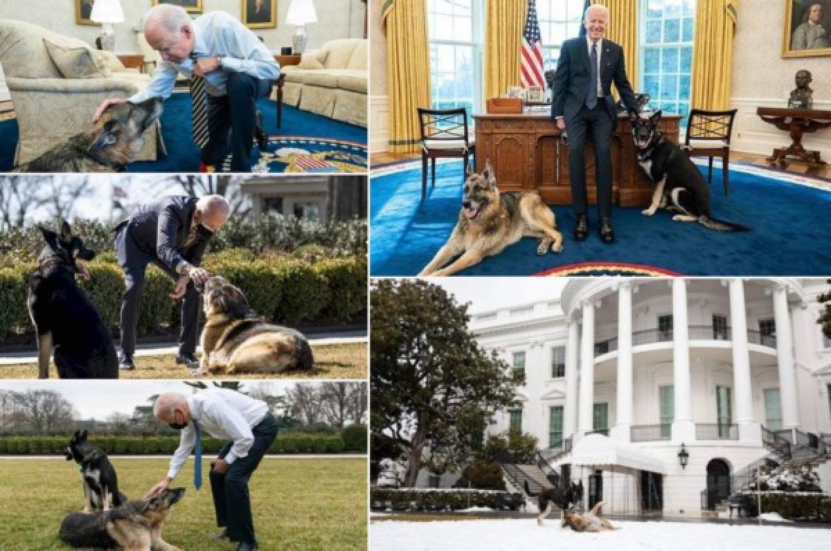 ¿Qué hicieron? Expulsan a los dos perros del presidente Joe Biden de la Casa Blanca