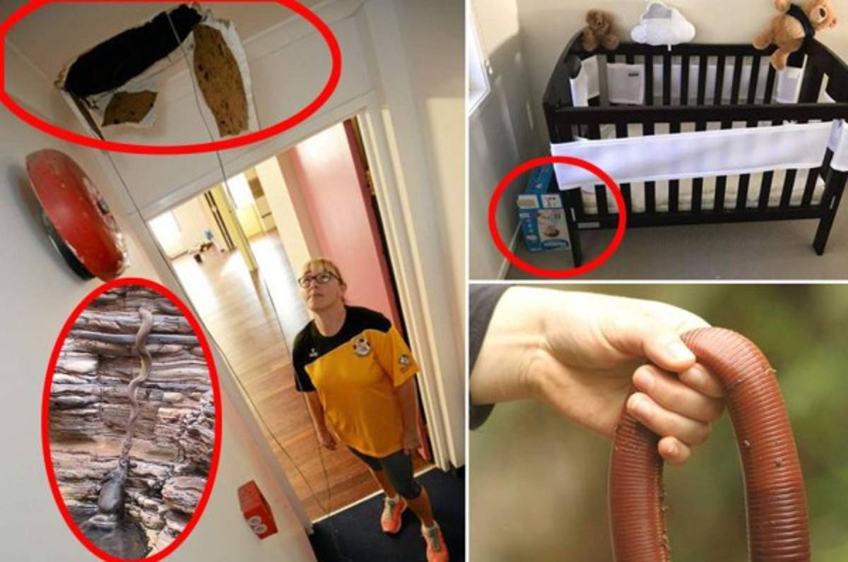 27 fotos que demuestran que Australia es un país 'aterrador' para vivir