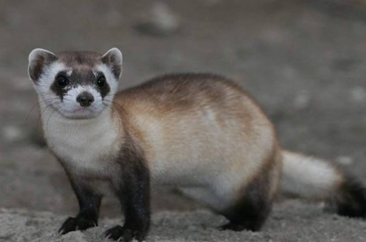 Científicos clonan un hurón de patas negras, especie declarada en peligro de extinción