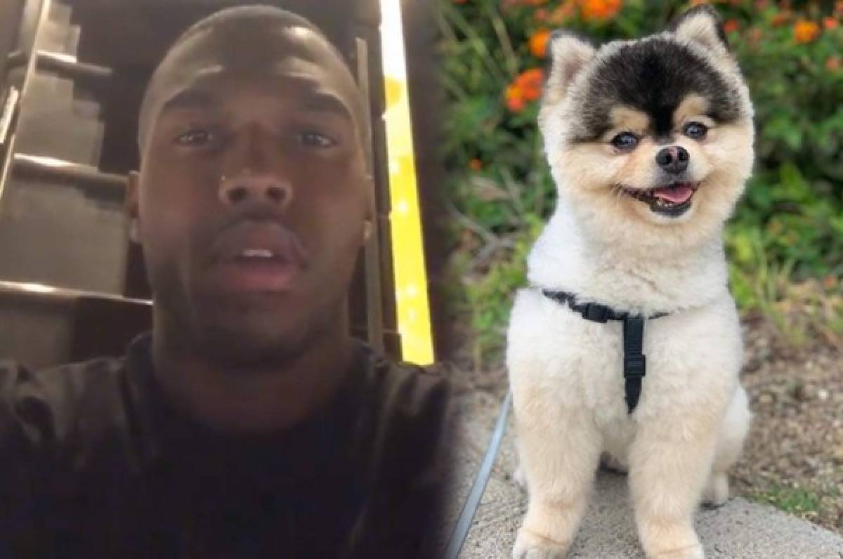 Sturridge suplica por el robo de su perro: ''Por favor no vayan a venderlo, pagaré lo que sea''