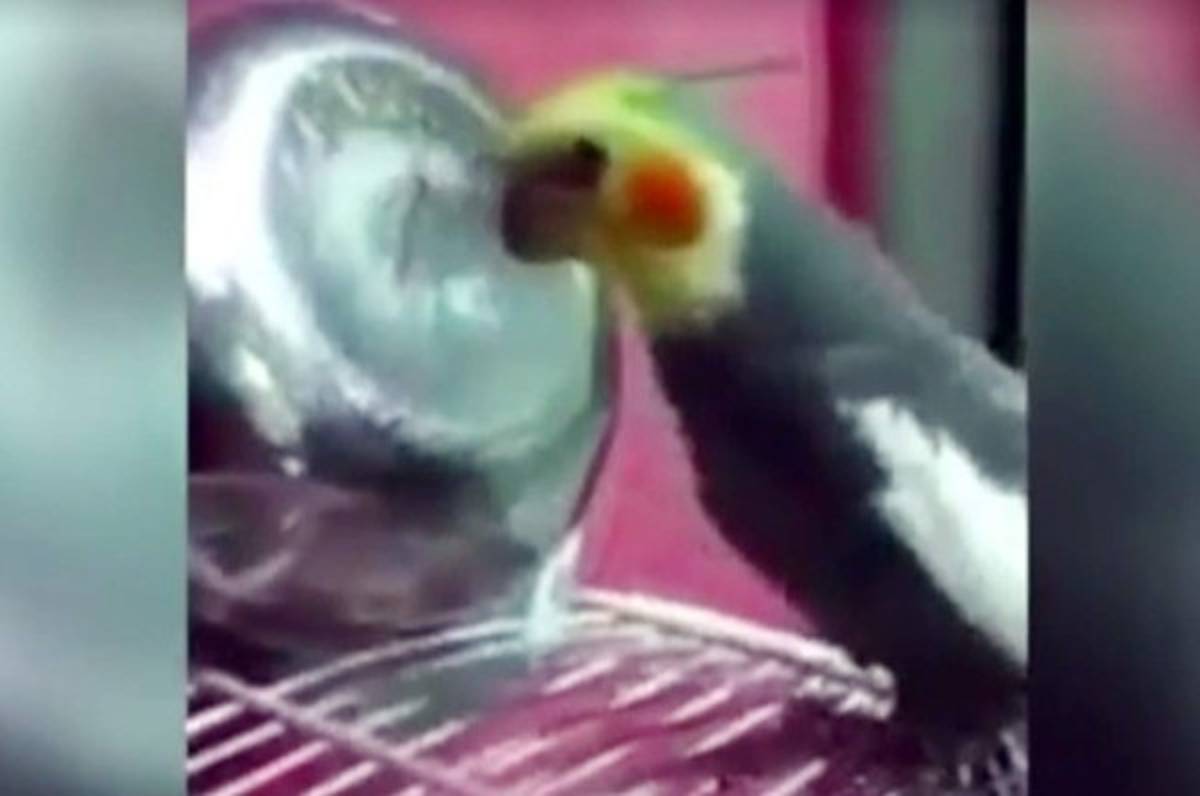 VIDEO: Aficionado del Madrid denuncia a loro que canta el himno del Barça