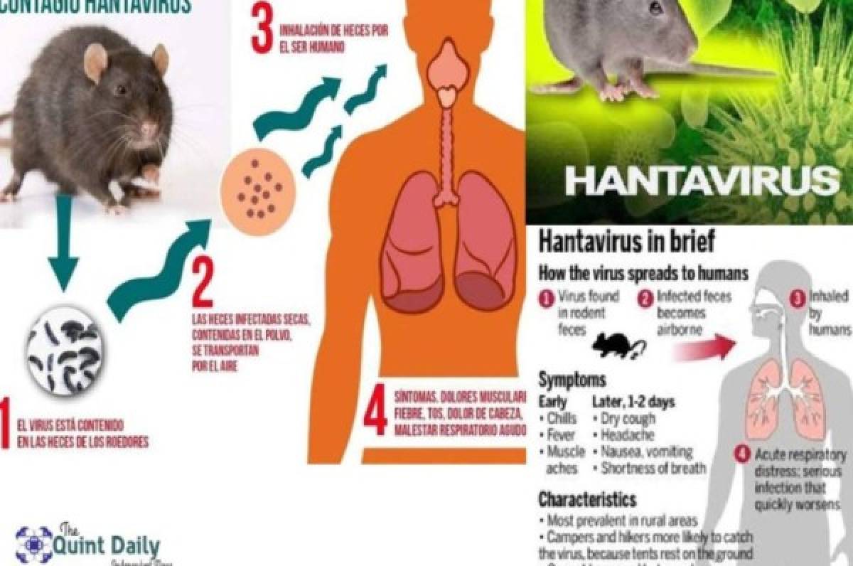 ¿Qué son los hantavirus? La nueva enfermedad que ataca China