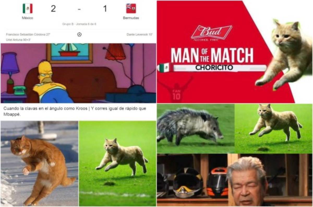 El gato, protagonista de los memes del sufrido triunfo de México ante Bermudas