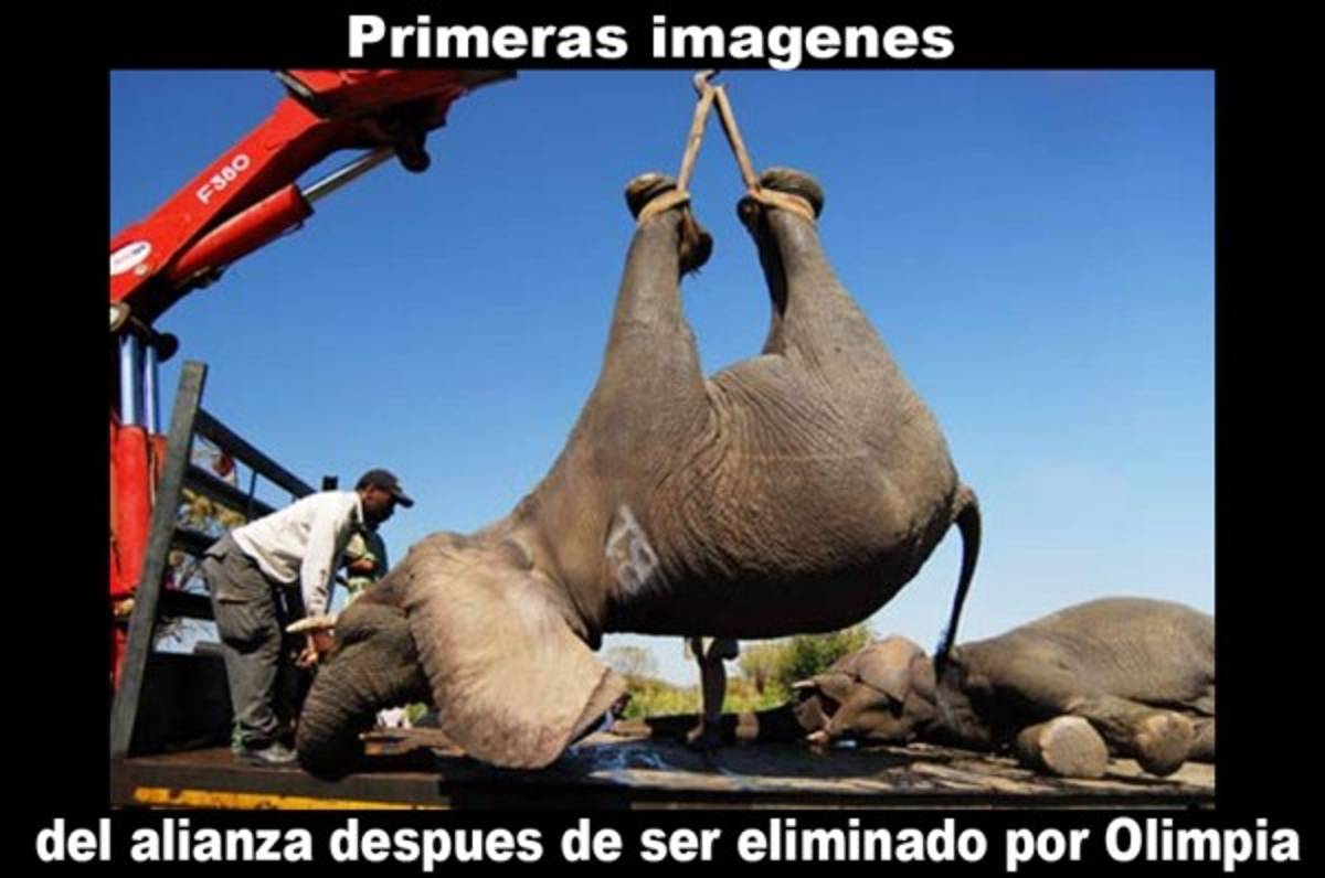 Los divertidos memes de la clasificación de Olimpia a semis de Liga Concacaf