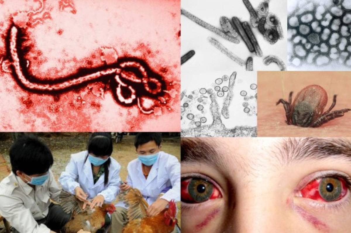 ¡Transmitidos por ratas, monos y aves! Estos son los 10 virus más letales en el mundo