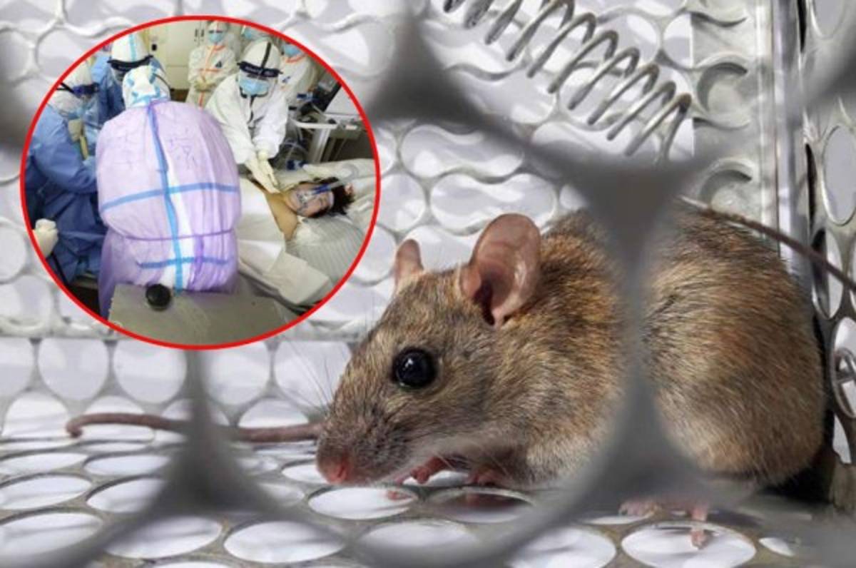China reporta su primer muerto por hantavirus después de superar el COVID-19