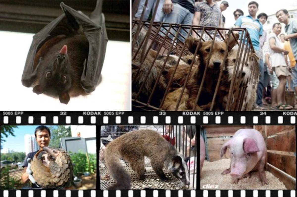 Los animales que China permitirá para el consumo humano ante la tragedia por coronavirus