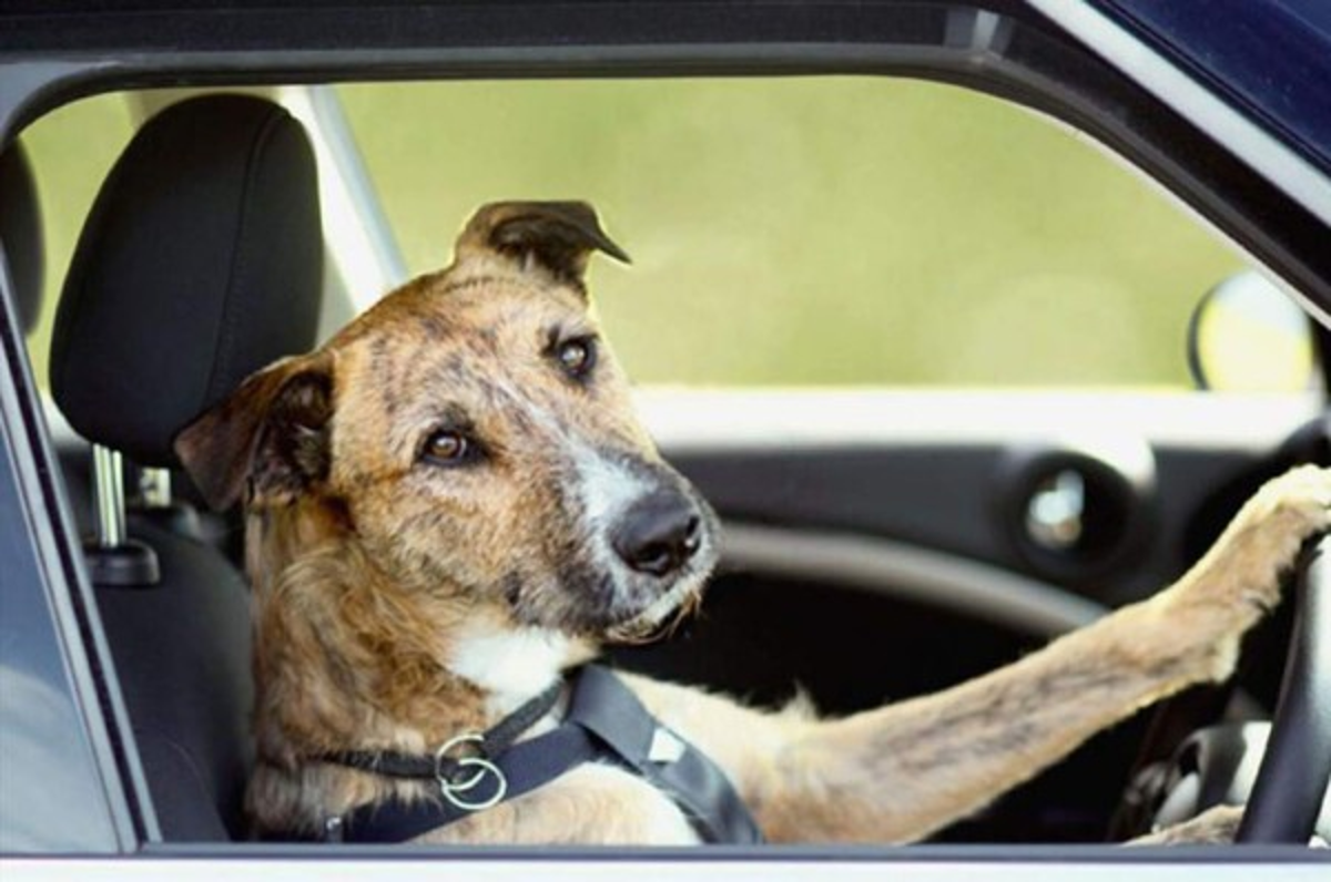 Arrestan en EEUU a hombre que dejó a su perro al volante y causó una persecución policial