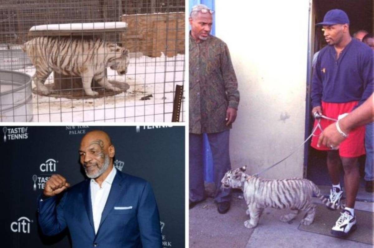 El tigre de 550 libras que tuvo que vender Mike Tyson porque le arrancó el brazo a un hombre