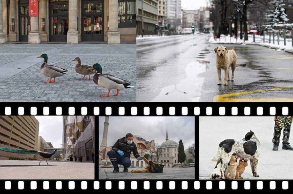 ¡Impactante! Los animales ocupan las calles de las desoladas ciudades del mundo