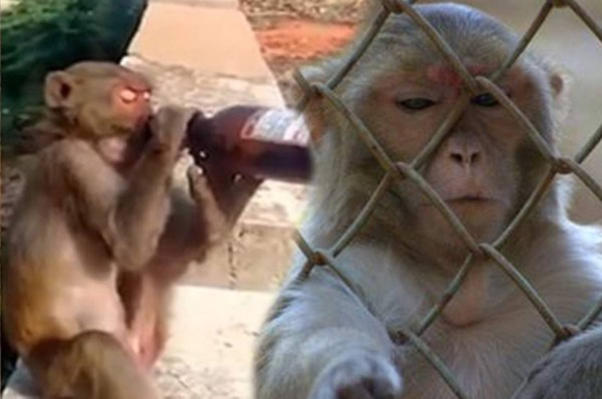 Un mono alcohólico asesina a un hombre y deja 250 heridos; fue condenado a cadena perpetua