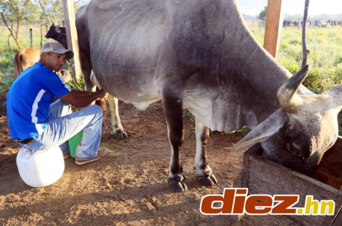 La otra profesión de los jugadores de Liga Nacional de Honduras