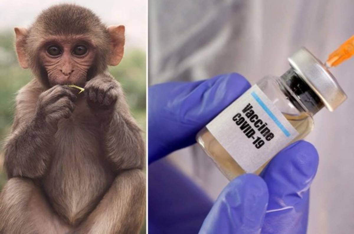 China experimenta con éxito una vacuna contra el coronavirus en monos