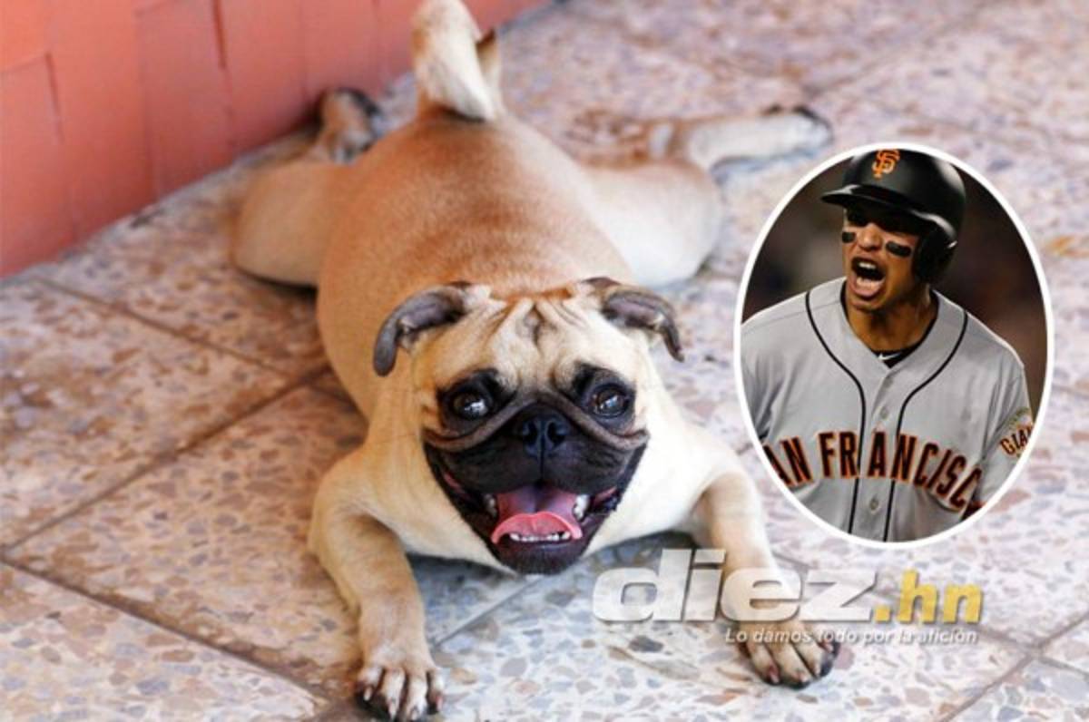 'Chorizo', el animalito que sacó de la depresión al beisbolista Mauricio Dubón