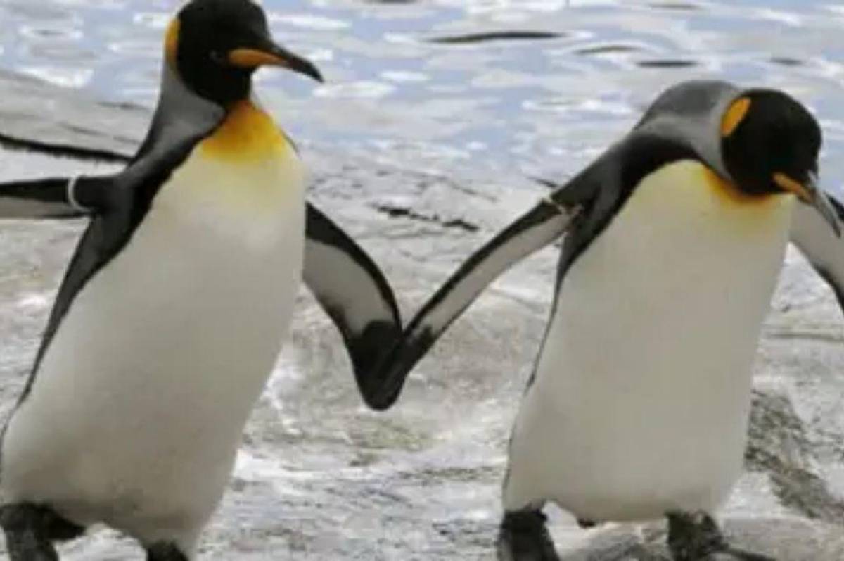 Fue declarado muerto tres veces, secuestró un pingüino y terminó en la cárcel: la inédita historia de un rival de Messi en la MLS