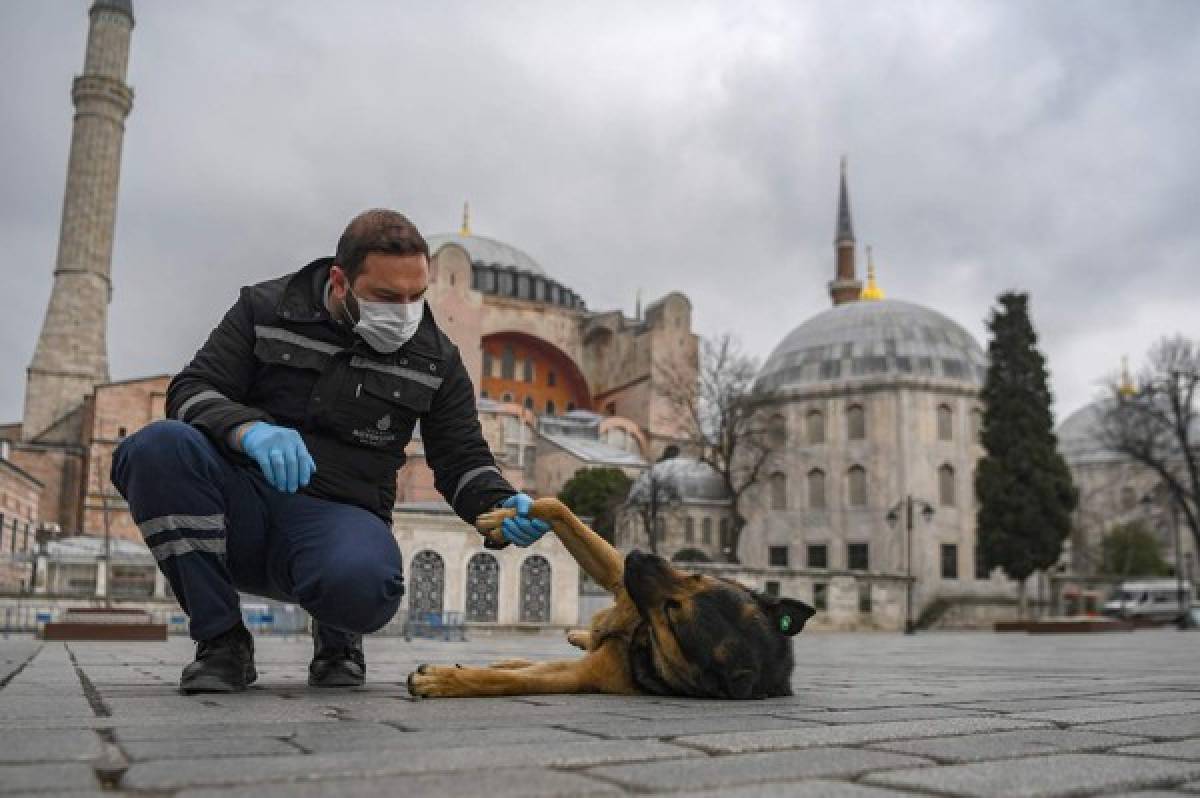 ¡Impactante! Los animales ocupan las calles de las desoladas ciudades del mundo