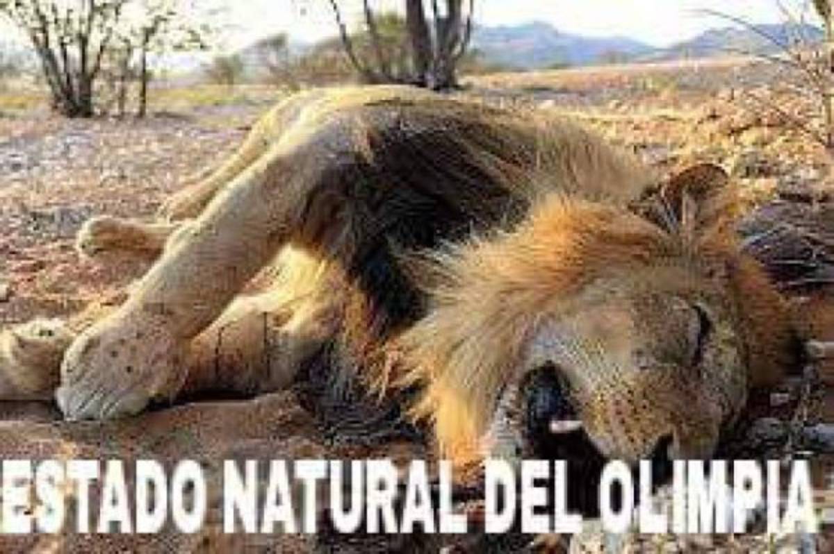 MEMES: La afición no perdona otra derrota del Olimpia