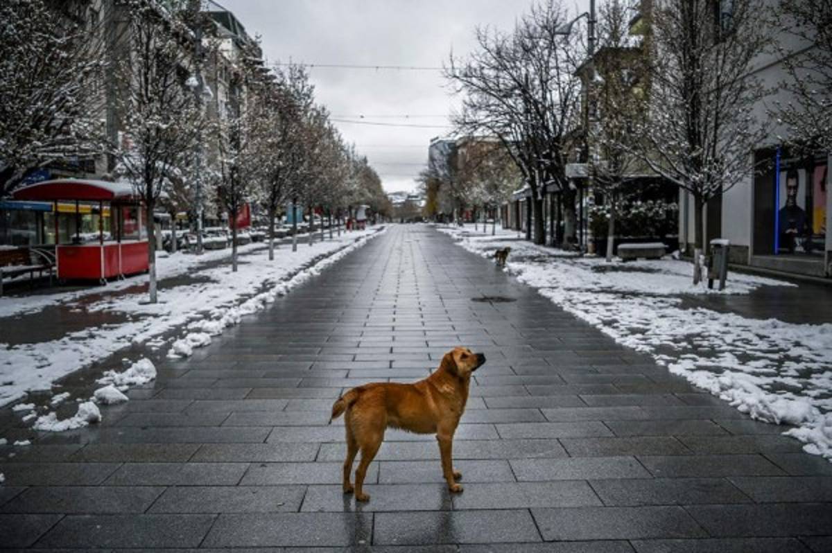 ¡Impactante! Los animales ocupan las calles de las desoladas ciudades del mundo