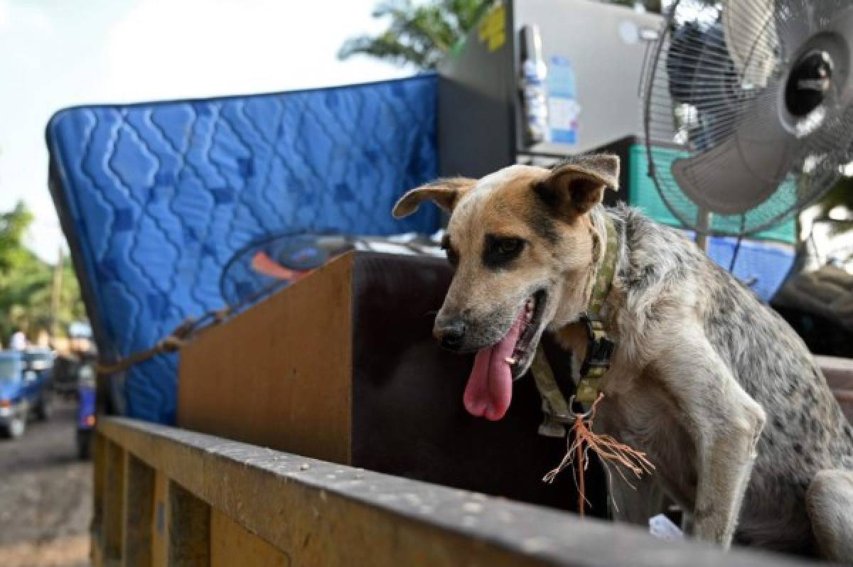 Se llevan las camas, estufas y sus mascotas: familias hondureñas dejan sus casas por miedo al hucarán Iota