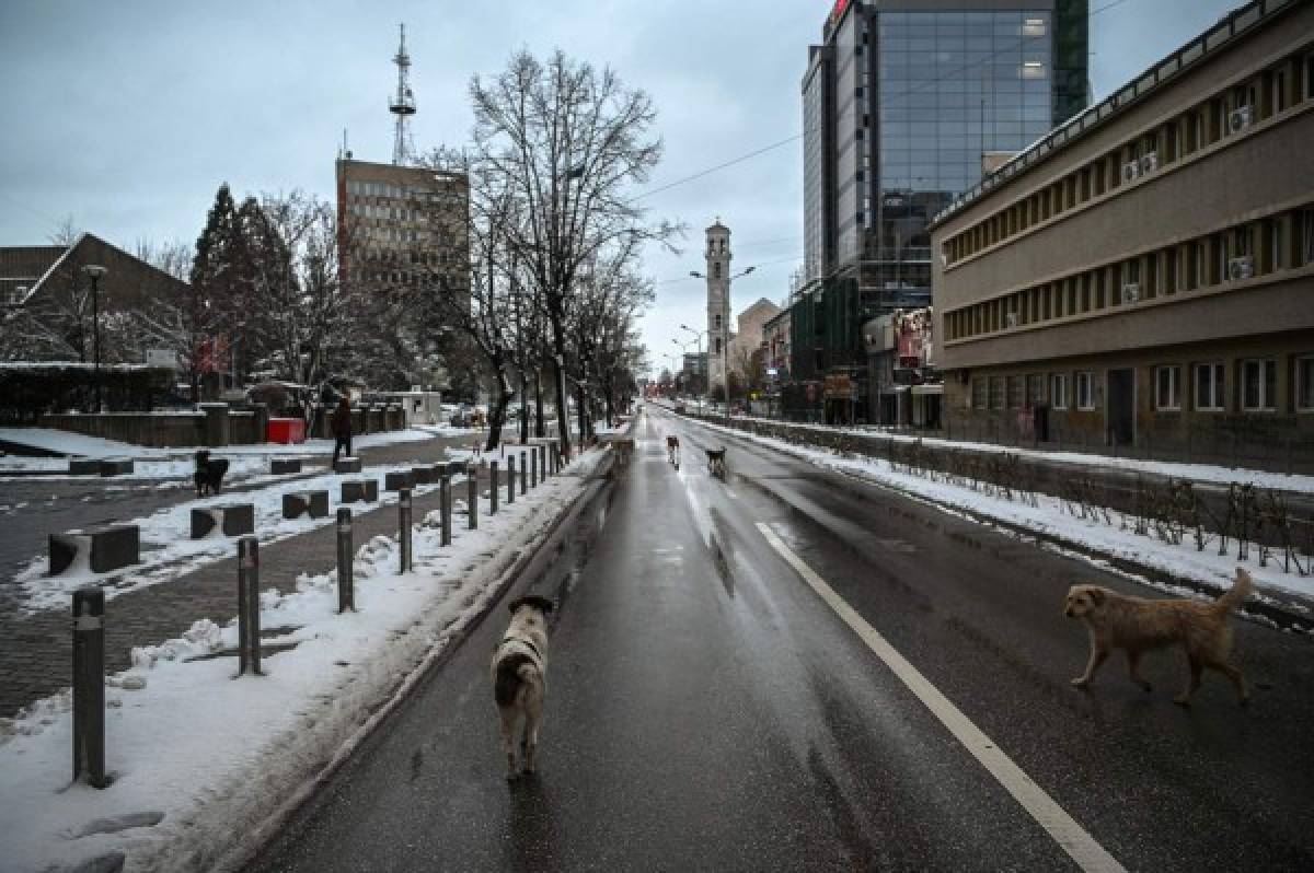 ¡Impactante! Los animales ocupan las calles de las desoladas ciudades del mundo