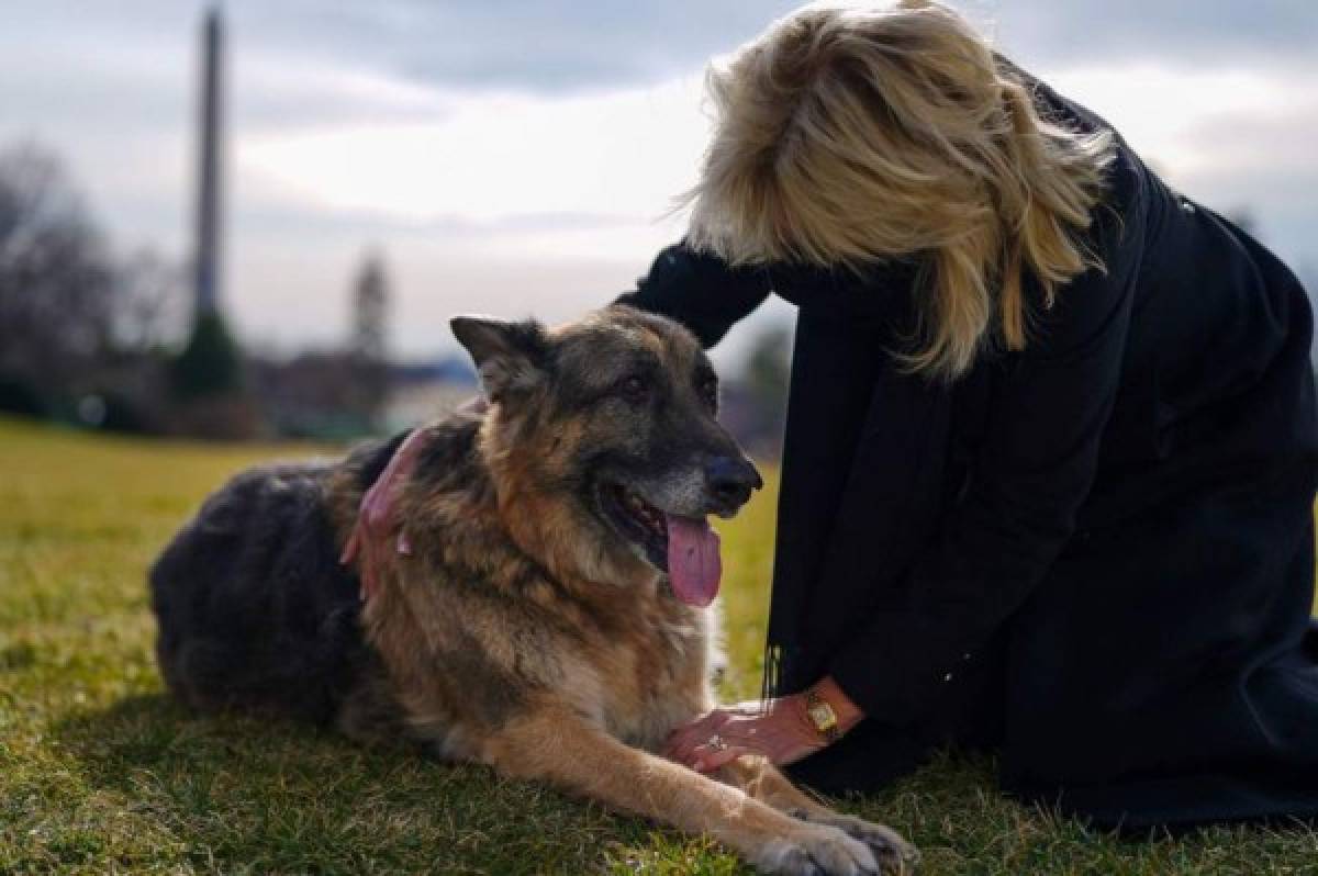 ¿Qué hicieron? Expulsan a los dos perros del presidente Joe Biden de la Casa Blanca