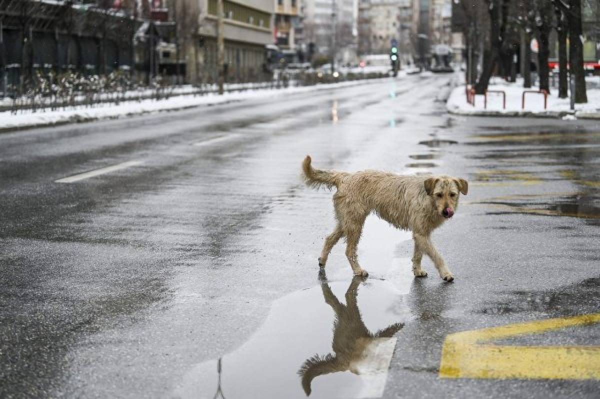 ¡Impactante! Los animales ocupan las calles de las desoladas ciudades del mundo