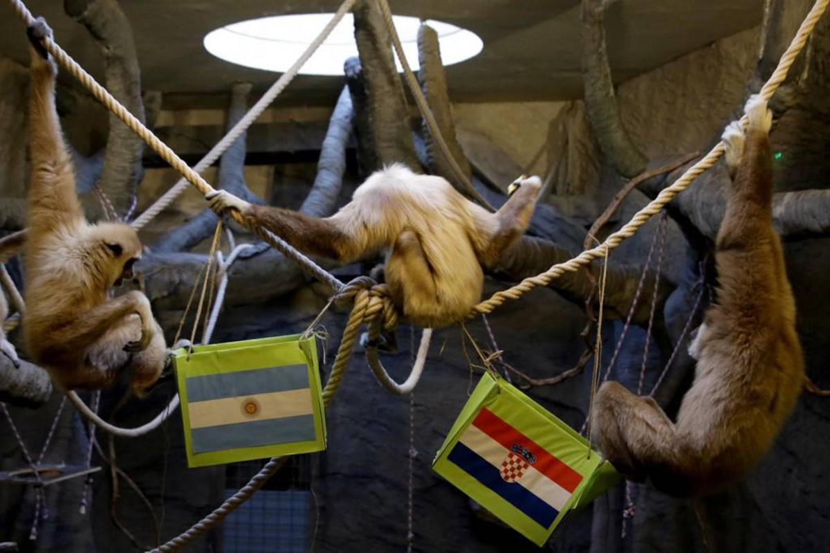 ¡Vibrante previa! Un mono predijo el ganador del Argentina - Croacia y vuelan la camiseta más grande del mundo