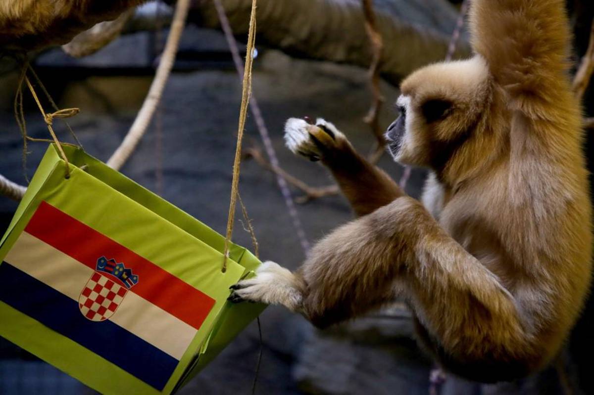 ¡Vibrante previa! Un mono predijo el ganador del Argentina - Croacia y vuelan la camiseta más grande del mundo