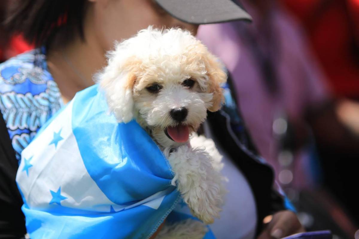 “Influencers” hondureños desfilando, mascotas y las otras curiosidades de las fiestas patrias 2023