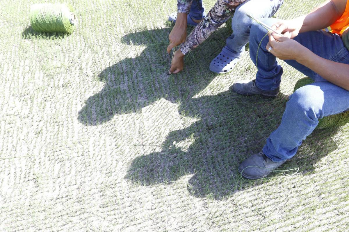 ¿Cuánto tiempo de vida tendrá la nueva cancha del Estadio Morazán? Notorio avance y lo que complementará el proyecto