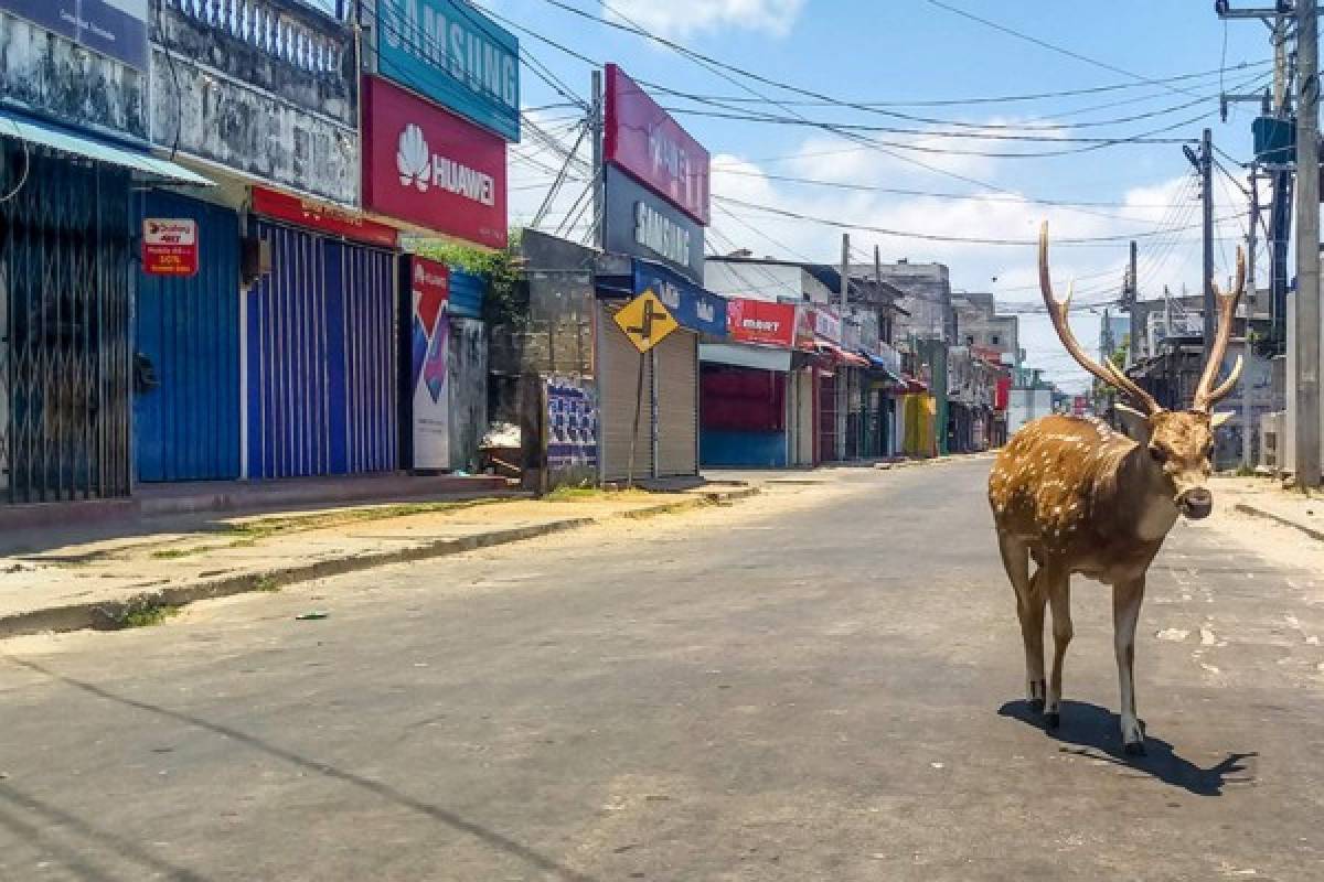 ¡Impactante! Los animales ocupan las calles de las desoladas ciudades del mundo