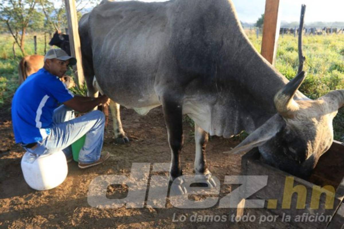 Así es la vida del portero Donis Escober entre ganado en su pueblo natal