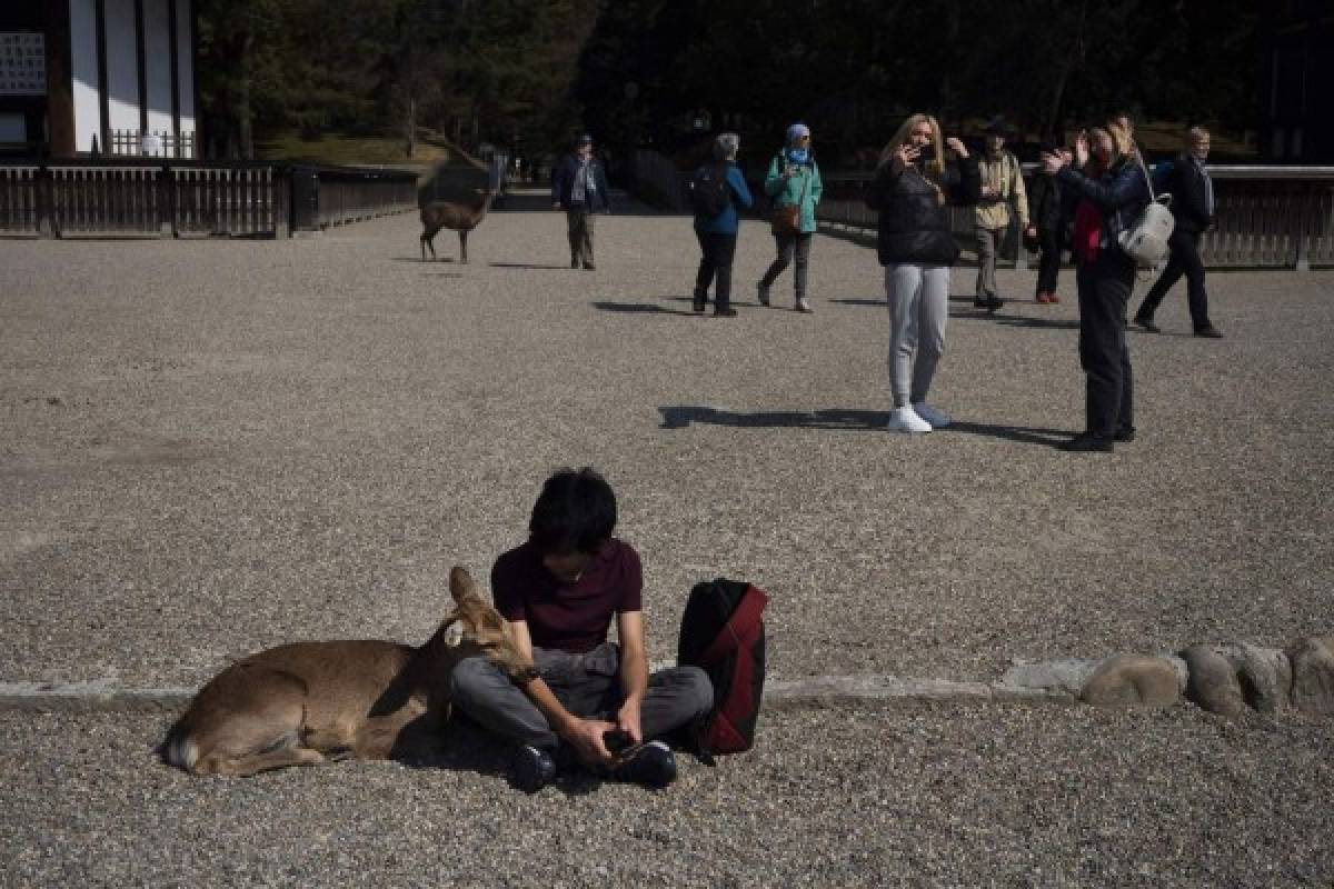 Coronavirus: Animales salvajes se pasean por las calles ante la ausencia de humanos