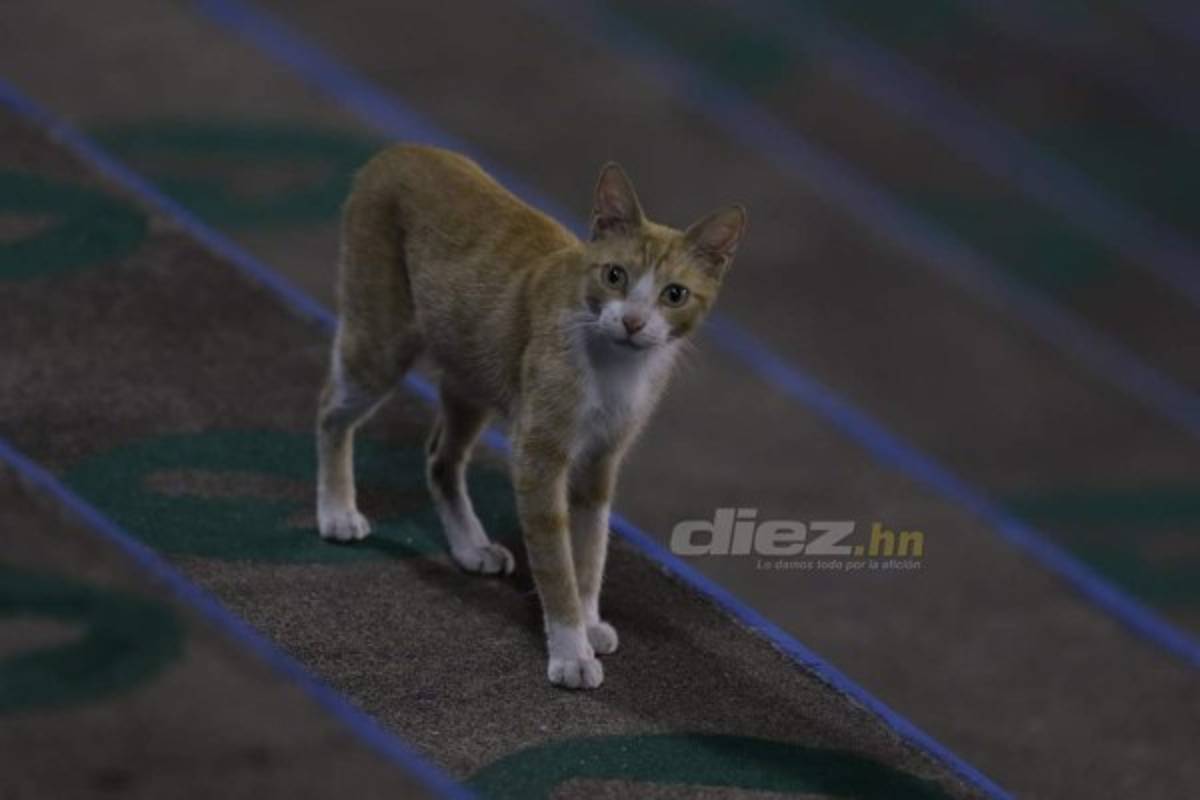 Con cuatro legionarios y los cañoneros del Vida: así fue el primer entrenamiento de Honduras en el Estadio Olímpico