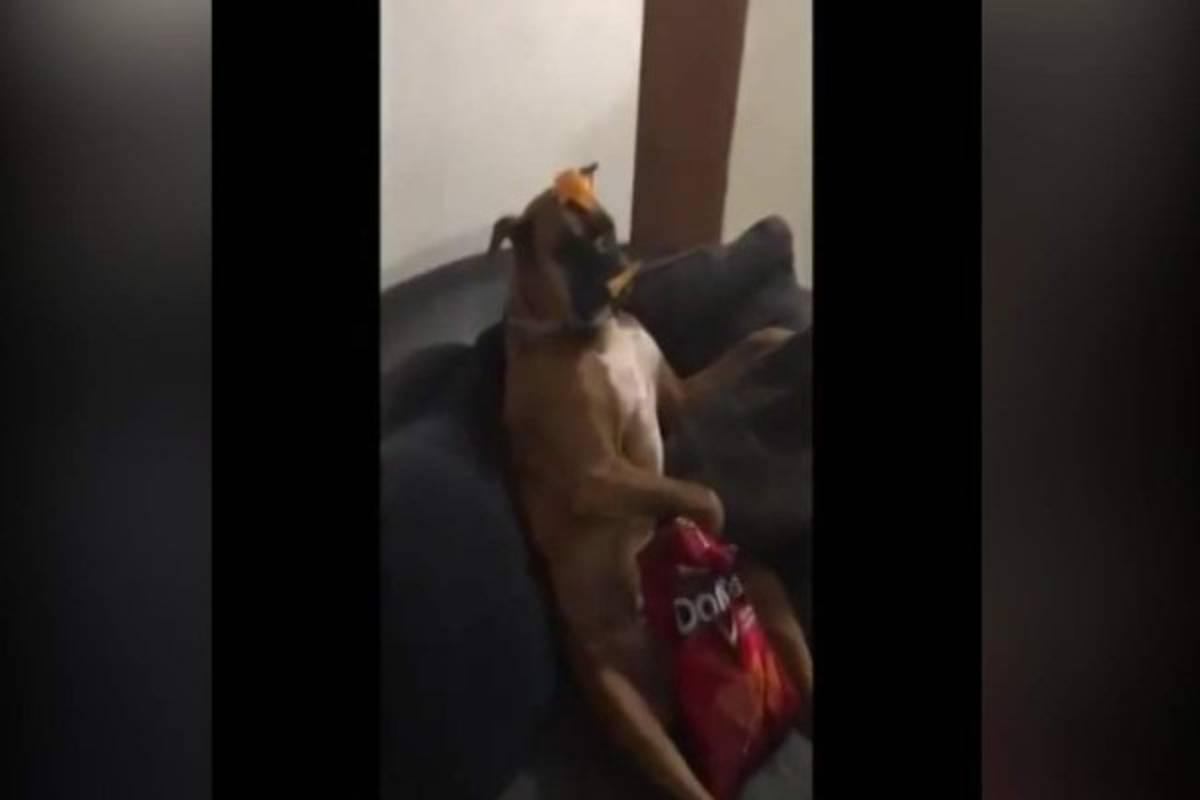 #Viral: Un perro Boxer se une a la fiebre del Mannequin Challenge