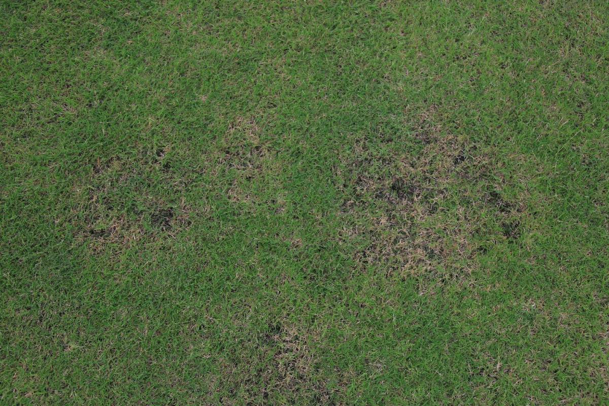 El nuevo estadio Morazán al descubierto; los camerinos y sus lujos, la graderías y el problema de la grama, ¿qué pasó con los banquillos?