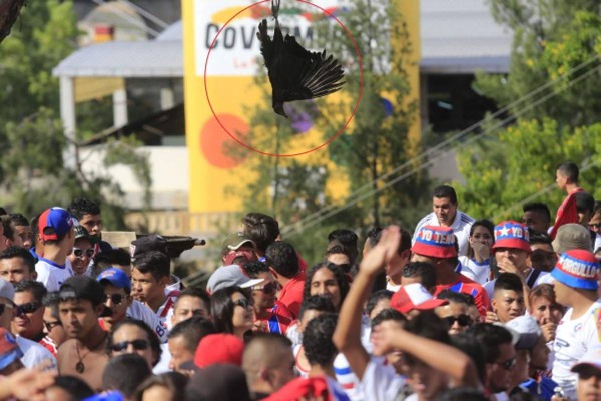 Afición del Olimpia provoca al Motagua asesinando a un 'cute'