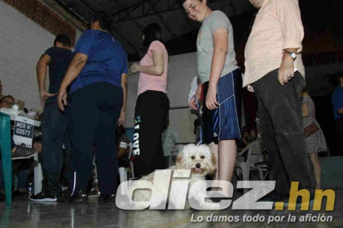 Curiosas: Urnas llevadas a caballo, alcalde se pone a bailar y niños la sensación
