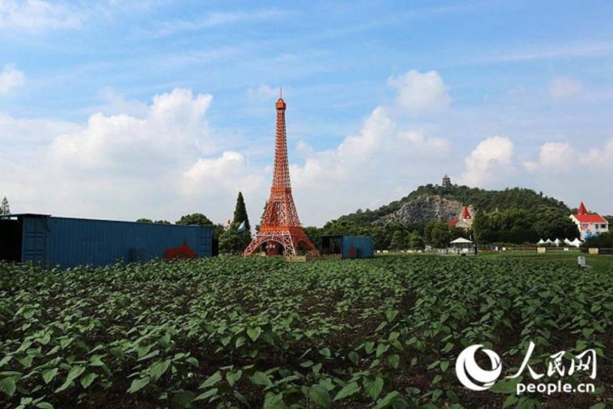 FOTOS: Nacen manzanas artísticas en Shanghai, China