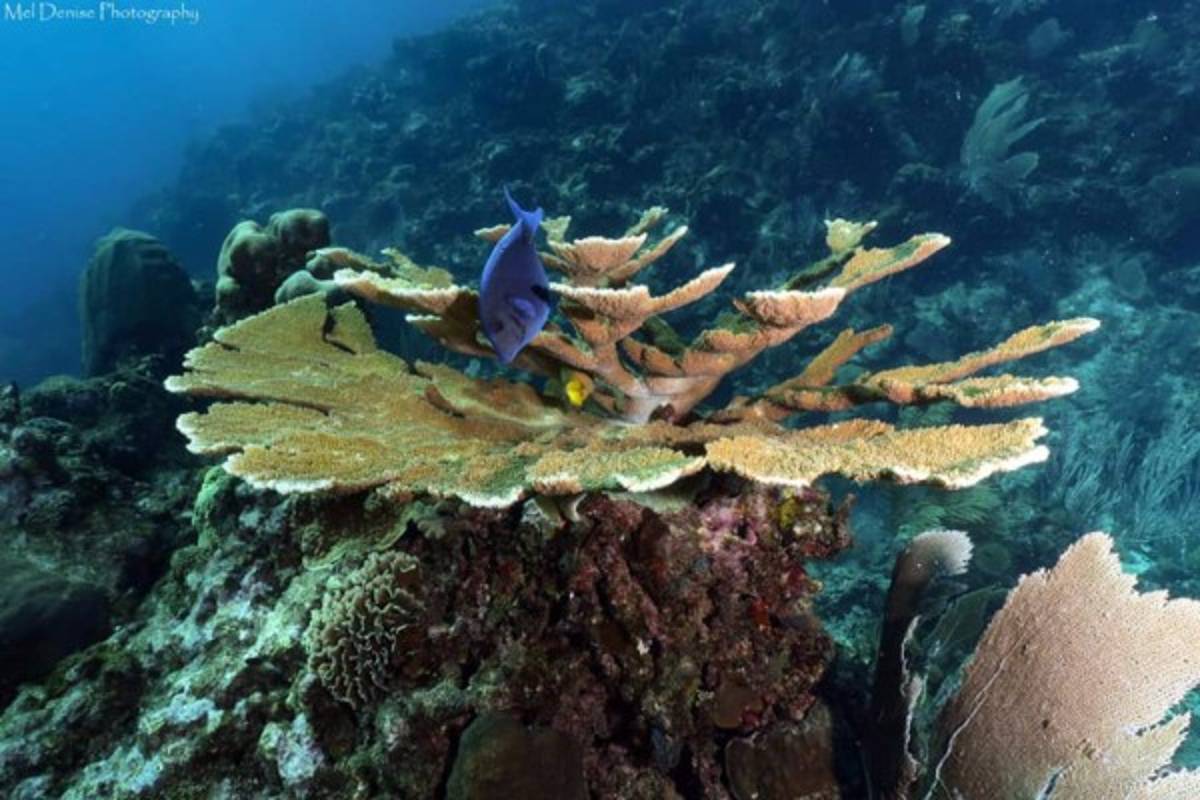 ¡Espectacular! Así disfruta del verano 2019 Sebastián Urrutia, preparador físico de Honduras