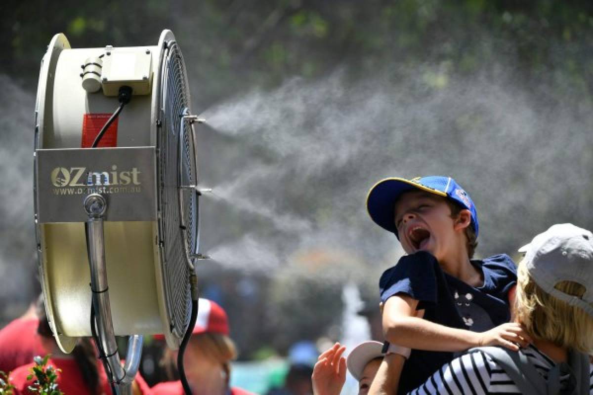 Animales muertos y carreteras derretidas: Las terribles imágenes de la ola de calor en Australia